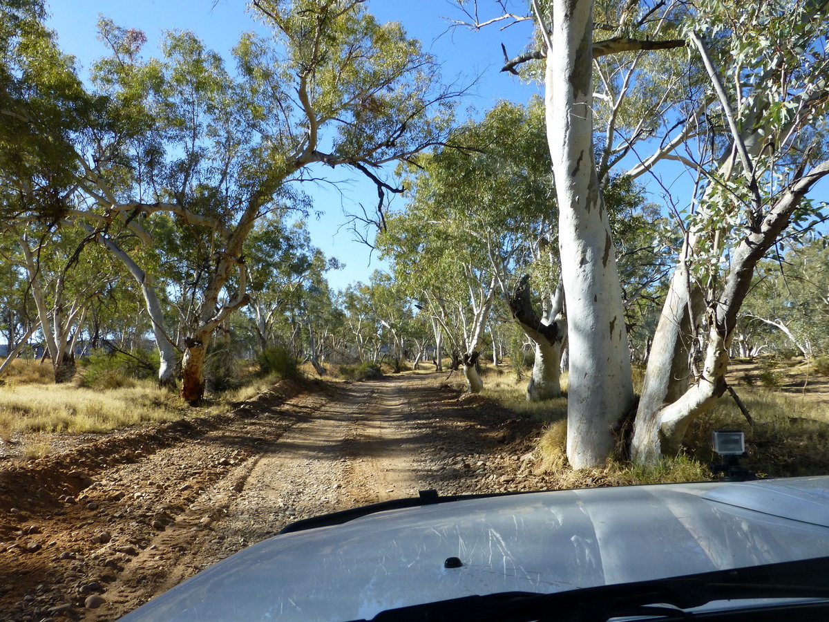 Track going through a tree lined gorge