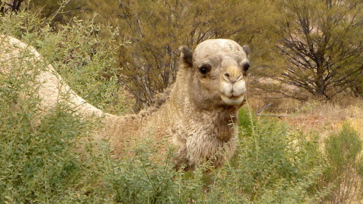A camel in the bush