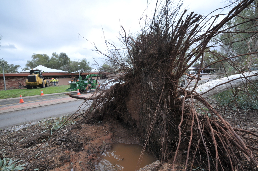 Uprooted tree outside Alice Springs Town Council